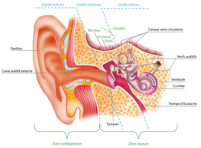 oreille-anatomie